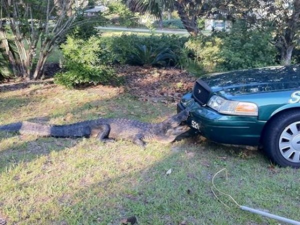 1405945331000-Alligator-takes-bite-out-of-patrol-car.jpg